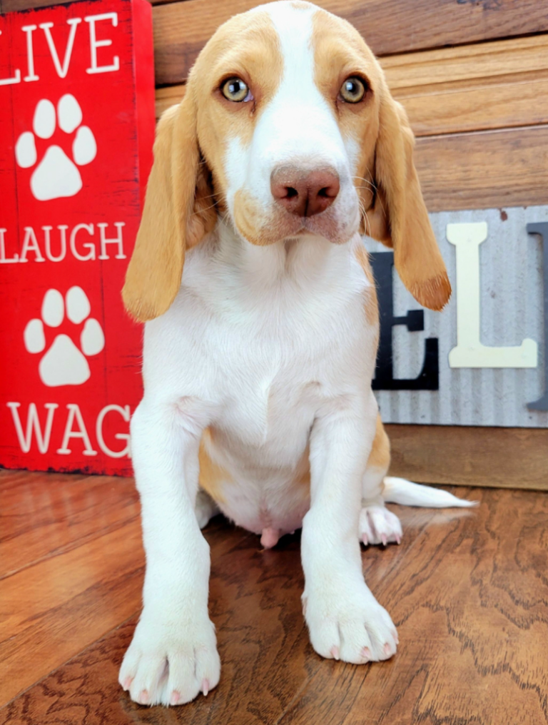 Beagle